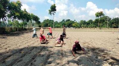 লোকসান কাটিয়ে আগাম আলুতে ঘুরে দাঁড়ানোর স্বপ্ন নীলফামারীর কৃষকদের