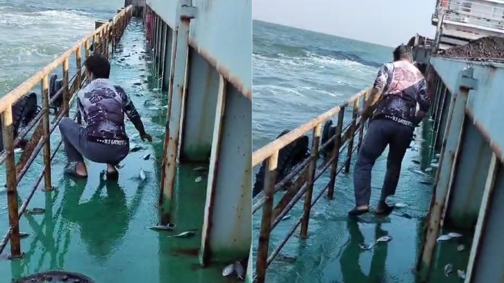 সমুদ্র থেকে কয়লাবাহী জাহাজে লাফিয়ে উঠলো শত শত ইলিশ