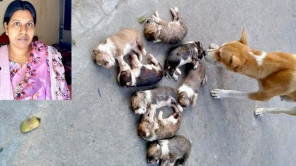 ঈশ্বরদীতে ৮ কুকুরছানা হত্যার মামলায় নিশি রহমান গ্রেপ্তার