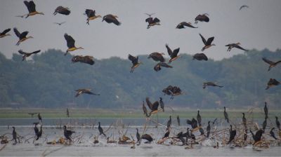 মুখরিত মাগুরার ঘোপ বাঁওড়