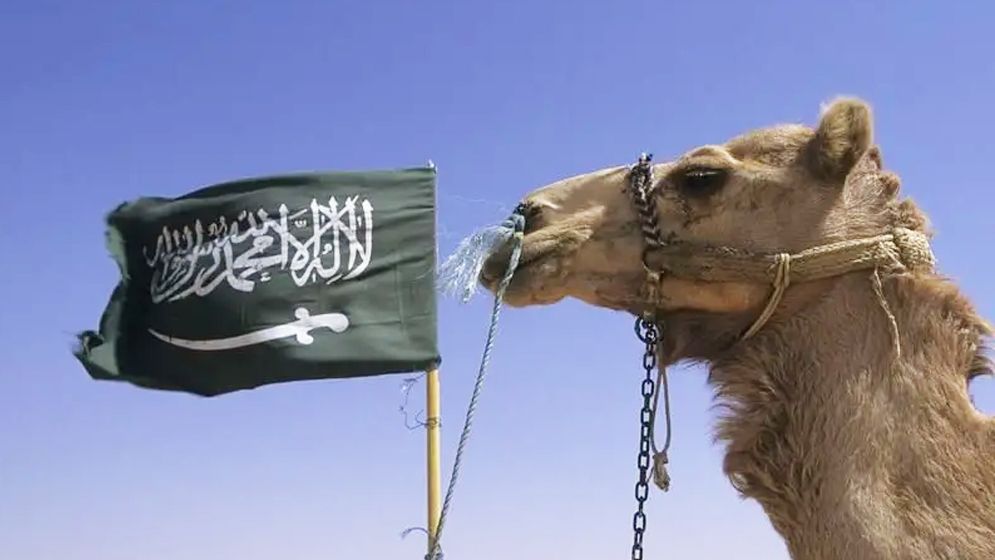সৌদি আরবে চালু হচ্ছে ‘উটের পাসপোর্ট’, নেপথ্যে যে কারণ