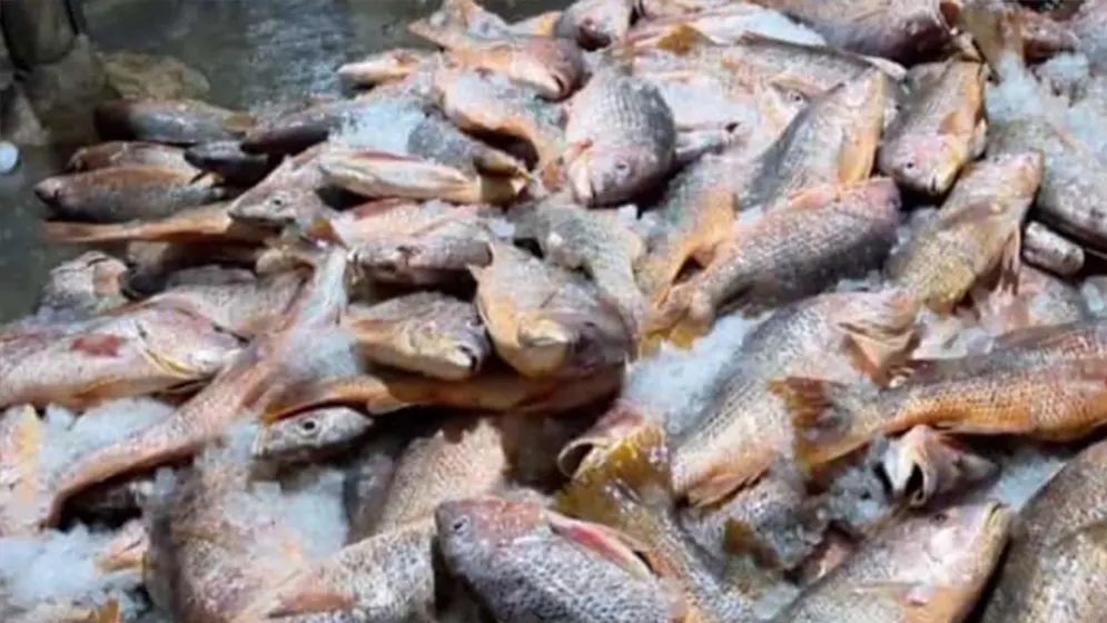এক জালেই ৩৫ লাখ টাকার কোরাল মাছ