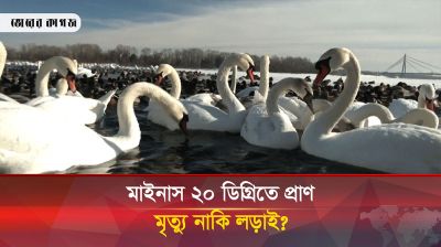 দিনিপ্রোর প্রাণীদের নীরব কান্না, যুদ্ধের আগুনে যখন নিভে যাচ্ছে কিয়েভের উষ্ণতা