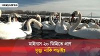 দিনিপ্রোর প্রাণীদের নীরব কান্না, যুদ্ধের আগুনে যখন নিভে যাচ্ছে কিয়েভের উষ্ণতা