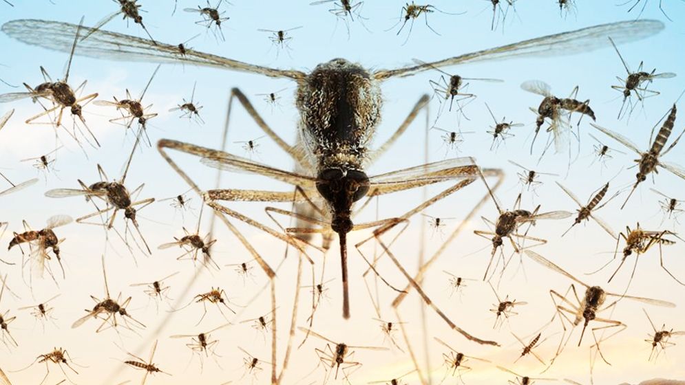 মশা নিয়ন্ত্রণে বিশেষ অভিযান শুরু করছে ডিএনসিসি