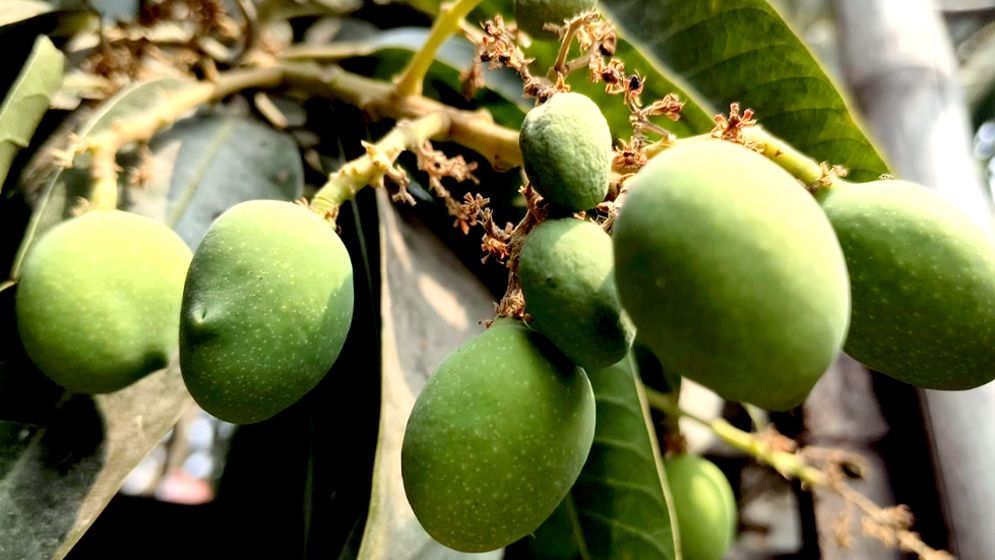 মুকুলে সাজছে আম বাগান, বাম্পার ফলনের প্রত্যাশায় চাষিরা