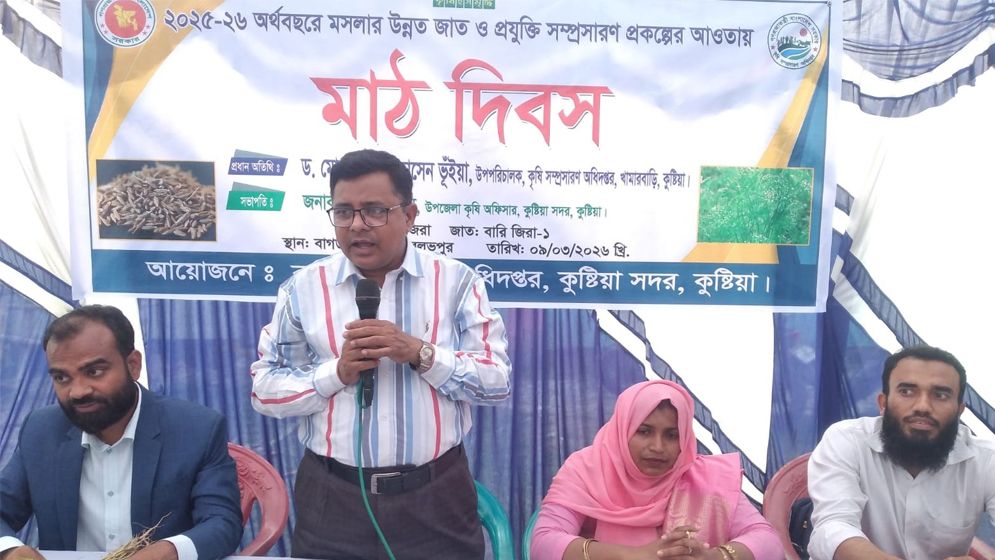 জিরা চাষে সফলতার পথে কুষ্টিয়ার কৃষকরা