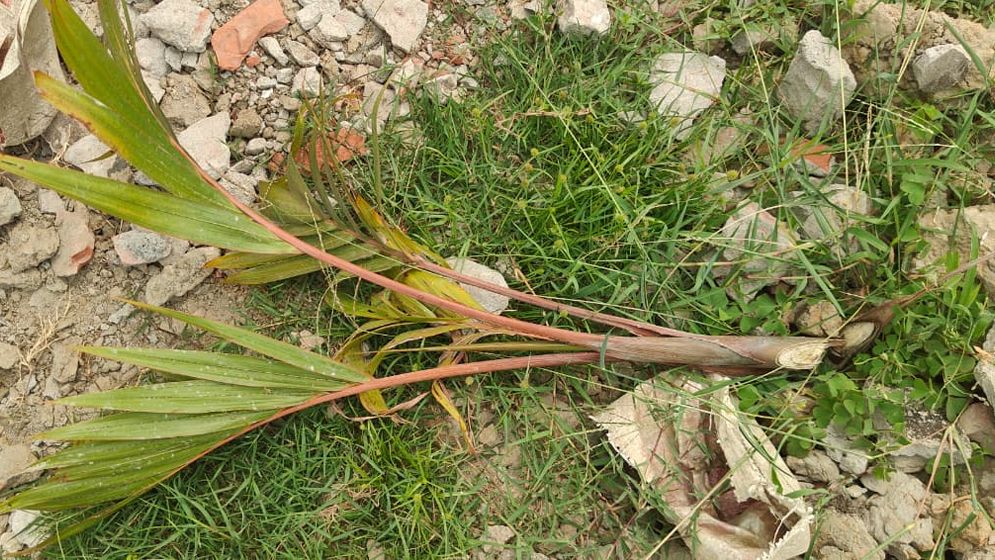 কুয়াকাটায় রাতের আঁধারে ২ শতাধিক গাছ কর্তন