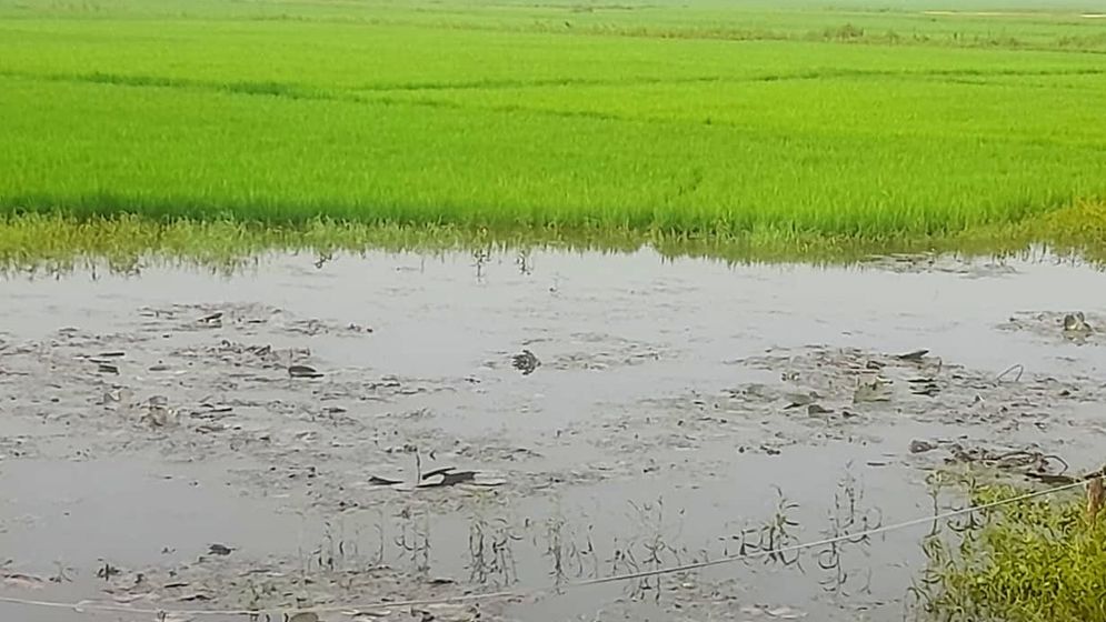 সুনামগঞ্জের জোয়ালভাঙ্গা হাওরের ফসলরক্ষা বাঁধে জলাবদ্ধতা