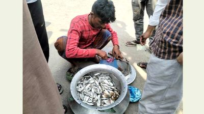 চাপিলা মাছ বলে বিক্রি হচ্ছে ইলিশের পোনা  