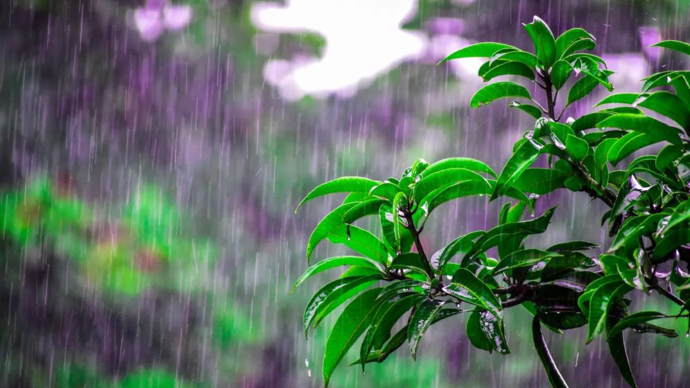 বৃষ্টি নিয়ে নতুন বার্তা দিলো আবহাওয়া অফিস  
