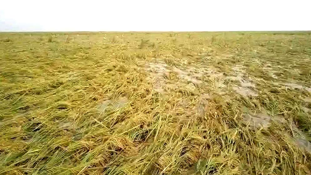 টানা বৃষ্টিতে তলিয়ে যাচ্ছে পাকা ধান, শ্রমিক সংকটে দিশেহারা কৃষক