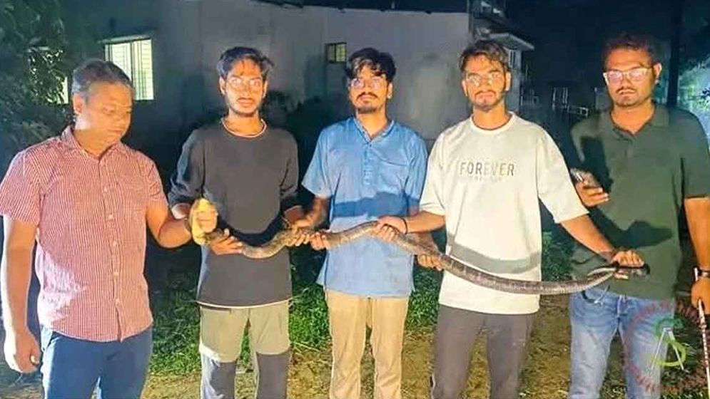 চবিতে ৮ ফুট লম্বা ‘কিং কোবরা’ উদ্ধার  