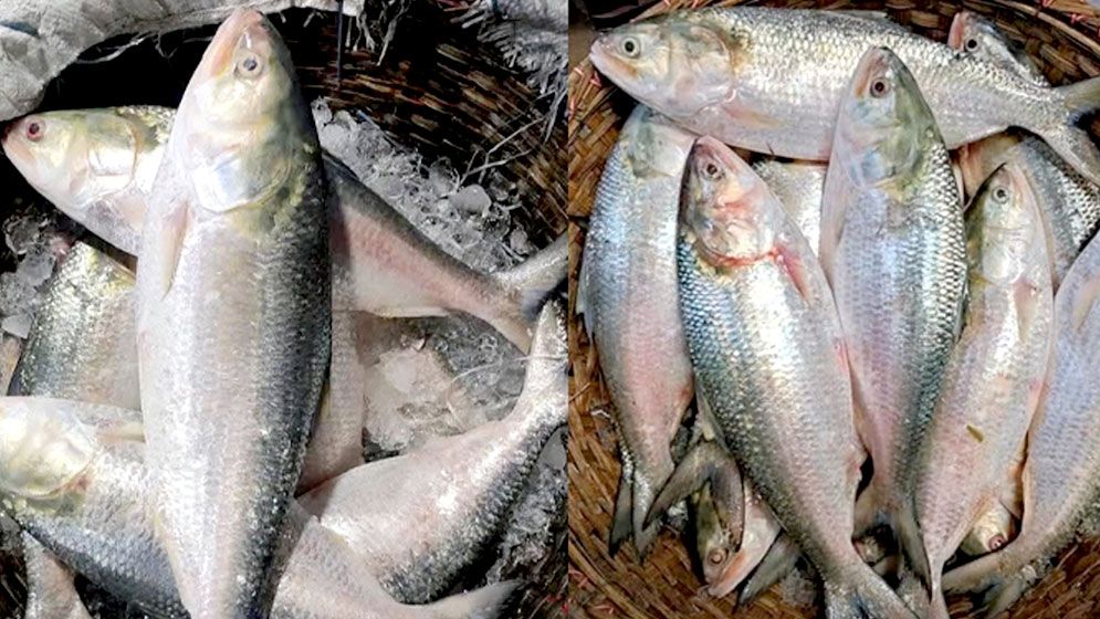 নববর্ষের বাজারে ইলিশে অগ্নিদগ্ধ ক্রেতাদের ক্ষোভ ও অস্বস্তি