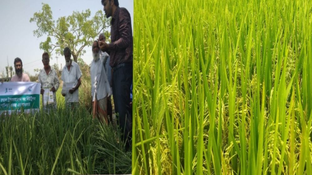 ধান পাকার মুখে পোকার হানা, ফসল রক্ষায় মরিয়া কৃষি অফিস
