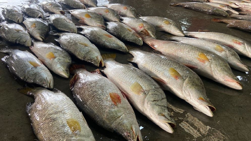 এক জালে ধরা পড়লো ৪০ পিস কোরাল মাছ