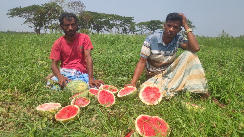 শত্রুতার জেরে ২৪ একর তরমুজ ধ্বংস করল সন্ত্রাসীরা