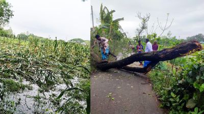 কালবৈশাখীতে লণ্ডভণ্ড সরিষাবাড়ী, ১২০ হেক্টর ফসলের ক্ষতি