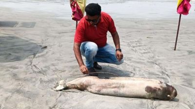 কুয়াকাটায় আবারও ভেসে এলো মৃত ডলফিন