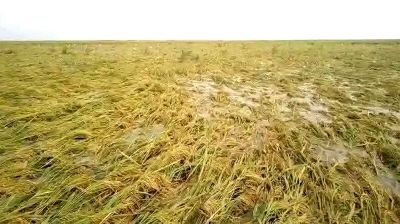 টানা বৃষ্টিতে তলিয়ে যাচ্ছে পাকা ধান, শ্রমিক সংকটে দিশেহারা কৃষক