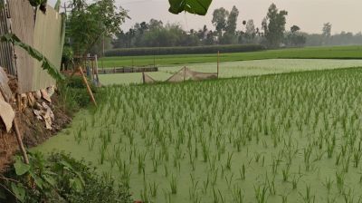 গঙ্গাচড়ায় ডুবে যাচ্ছে শত একর বোরো ধান, ৩ কোটি টাকার ক্ষতির আশঙ্কা