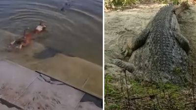 প্রাণী নির্যাতন বন্ধে সরকারের কাছে আইনি নোটিশ