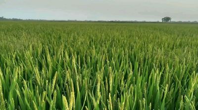 মাঠে দোল খাচ্ছে কৃষকের স্বপ্ন, ১৯ হাজার হেক্টরে বোরো চাষ