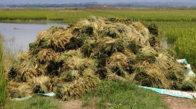 সুনামগঞ্জে আগাম বন্যার শঙ্কা, দ্রুত পাকা ধান কাটার অনুরোধ পাউবোর