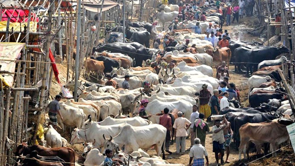 ‘কোরবানির গরুর হাটে এবার চাঁদাবাজি চলবে না’ 