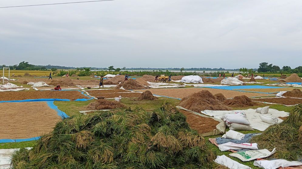 হাওরাঞ্চলের ৬ জেলায় ধান-চাল সংগ্রহ শুরু আজ