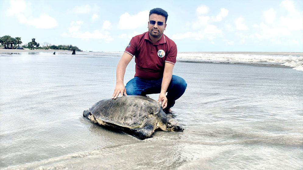 কুয়াকাটা সৈকতে বিরল অলিভ রিডলি কচ্ছপ উদ্ধার