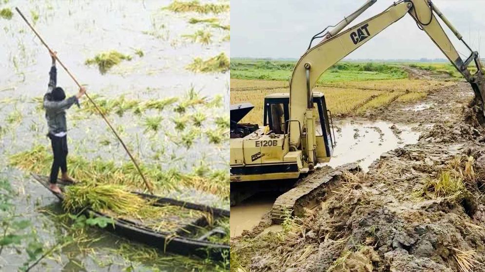 টানা বৃষ্টি ও উজানের ঢল, চলনবিলে আধাপাকা ধান নিয়ে শঙ্কায় কৃষক