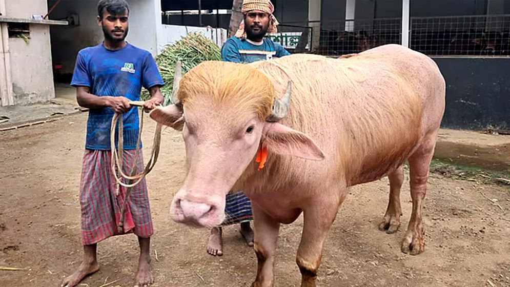 ৭০০ কেজি ওজনের ‘ডোনাল্ড ট্রাম্প’, দেখতে ভিড়