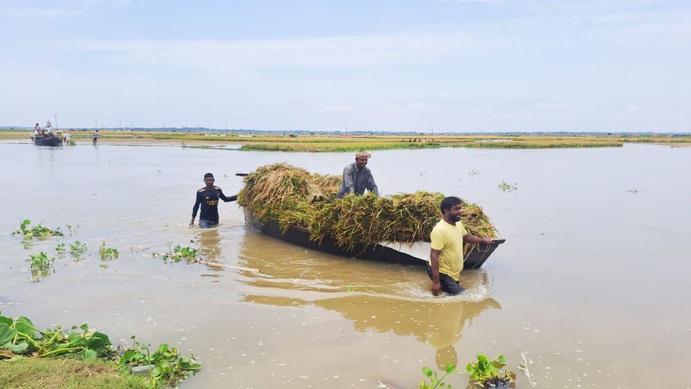 গোমস্তাপুরে হাজার বিঘা বোরো ধান প্লাবিত, বিপর্যস্ত কৃষক