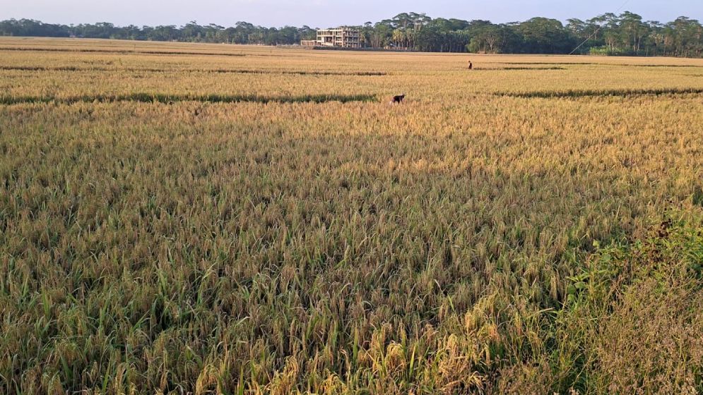 শরণখোলা উপজেলায় ধান কাটা নিয়ে চিন্তিত কৃষকরা