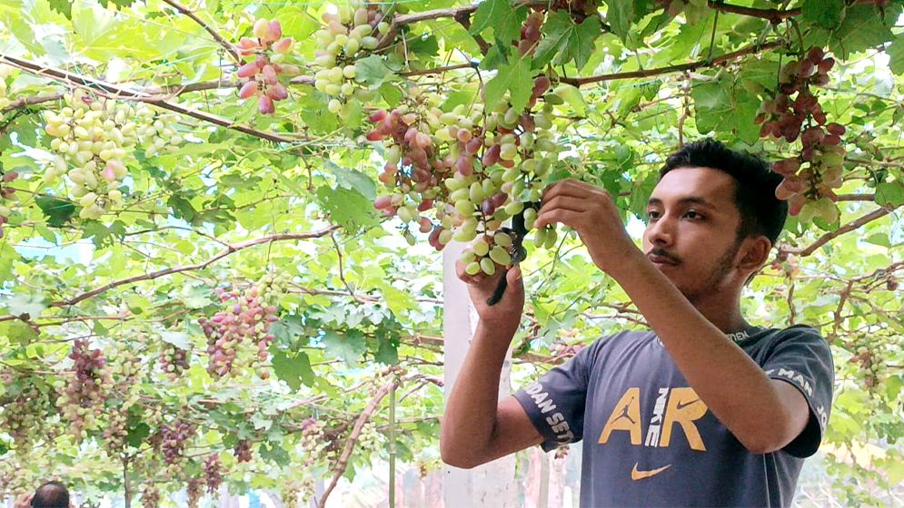 সৌখিন উদ্যোক্তা পারভেজের ‘বাইকুনুর আঙ্গুর’ চাষে সফলতা