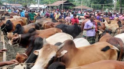 ঈদ সামনে রেখে জমজমাট পশুর হাট, প্রস্তুত লক্ষাধিক পশু