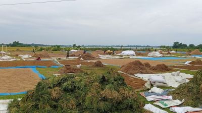 হাওরাঞ্চলের ৬ জেলায় ধান-চাল সংগ্রহ শুরু আজ