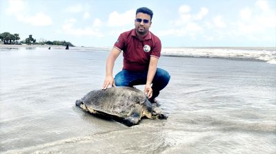 কুয়াকাটা সৈকতে বিরল অলিভ রিডলি কচ্ছপ উদ্ধার