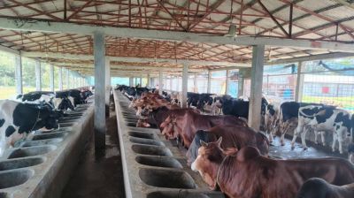 ঈশ্বরদীতে চাহিদার দ্বিগুণ কোরবানির পশু, দুশ্চিন্তায় খামারিরা