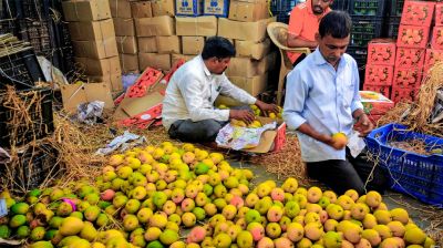 ভারতীয় আম আমদানিতে জাপানের নিষেধাজ্ঞা