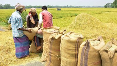 ৩ মে থেকে হাওর অঞ্চলের ধান-চাল সংগ্রহ শুরু করবে সরকার