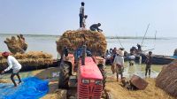 ধান চাষ করে খরচই উঠছে না, দুশ্চিন্তায় বিলাঞ্চলের কৃষক