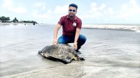 কুয়াকাটা সৈকতে বিরল অলিভ রিডলি কচ্ছপ উদ্ধার