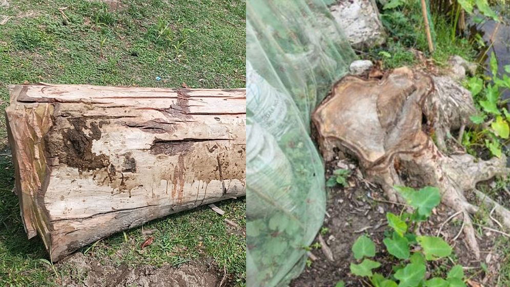 গোপনে বিদ্যালয়ের গাছ ‘বিক্রি করলেন’ প্রধান শিক্ষক